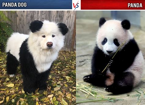 what animals are similar to each other